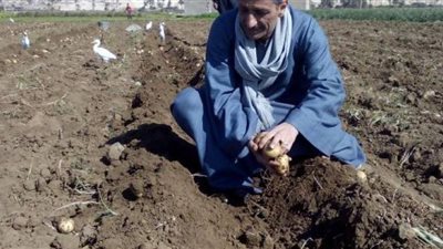 زيادة سعر طن الأسمدة 241 جنيهًا يهدد مستقبل الزراعة بسوهاج