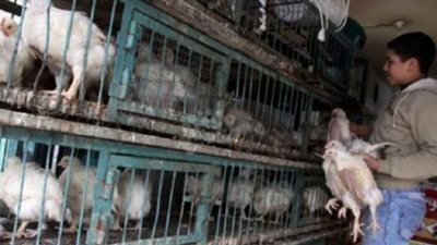 انخفاض أسعار الفراخ اليوم.. و