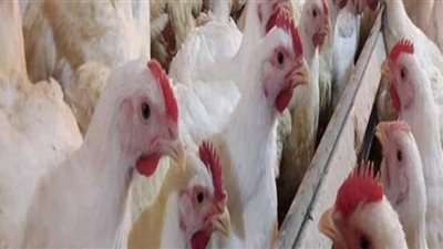 ارتفاع أسعار الفراخ اليوم في بورصة الدواجن