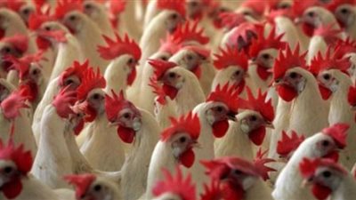 انخفاض أسعار الفراخ اليوم .. و