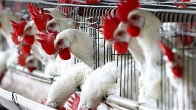 انخفاض أسعار الفراخ اليوم في بورصة الدواجن