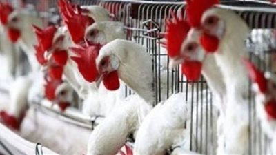 استقرار أسعار الفراخ اليوم في بورصة الدواجن.. و