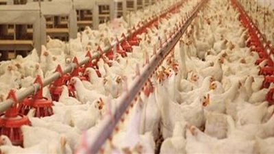 استقرار أسعار الفراخ اليوم في بورصة الدواجن.. 