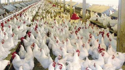 انخفاض أسعار الفراخ اليوم في بورصة الدواجن