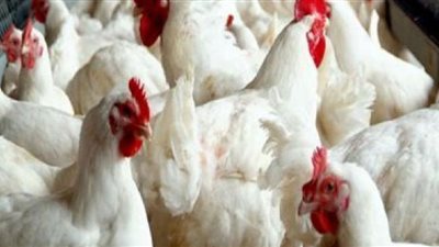 انخفاض أسعار الفراخ في بورصة الدواجن