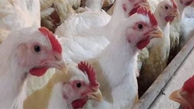 انخفاض أسعار الفراخ اليوم في بورصة الدواجن