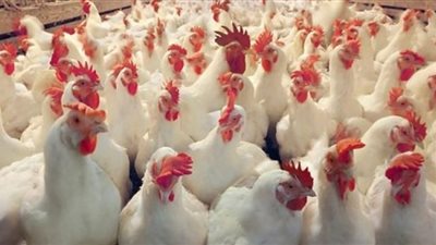 انخفاض أسعار الفراخ اليوم في بورصة الدواجن