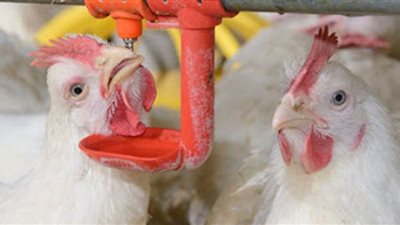 انخفاض أسعار الفراخ اليوم في بورصة الدواجن