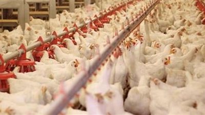 انخفاض أسعار الفراخ اليوم في بورصة الدواجن