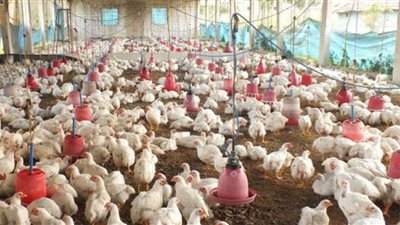 ننشر أسعار الفراخ في بورصة الدواجن