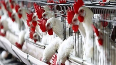 تعرف على أسعار الدواجن بالأسواق